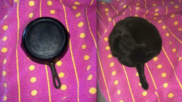 Funny Cats (30 pics) Funny Cats (30 pics)