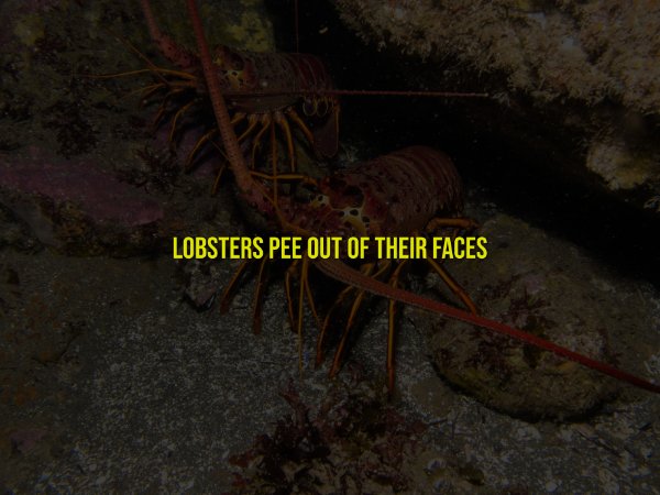 Creepy Facts (14 pics) Creepy Facts (14 pics)