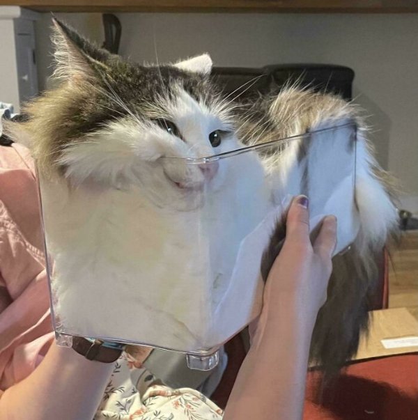 Funny Cats (30 pics) Funny Cats (30 pics)