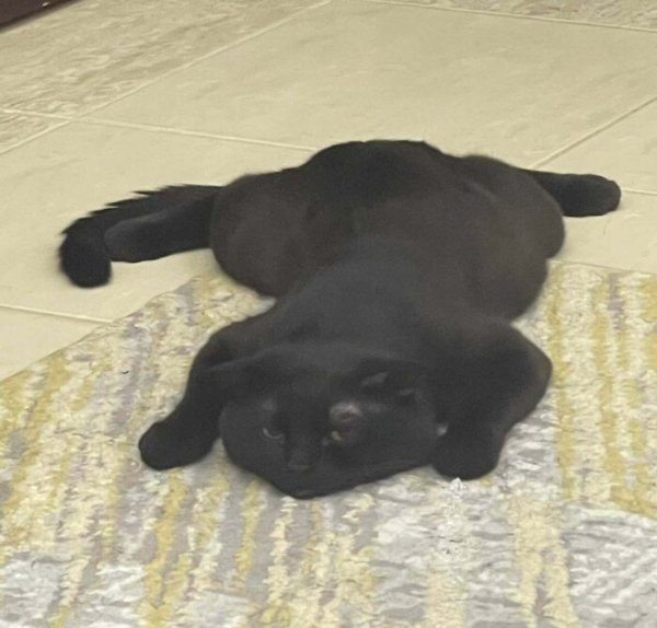 Funny Cats (30 pics) Funny Cats (30 pics)