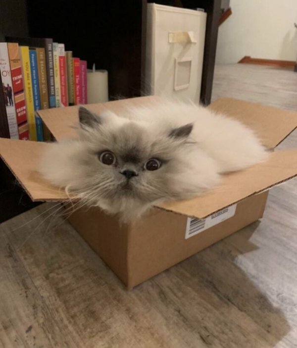 Funny Cats (30 pics) Funny Cats (30 pics)