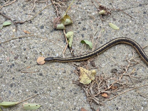 Interesting Finds (30 pics)