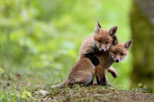 Funny Animals (46 pics) Funny Animals (46 pics)