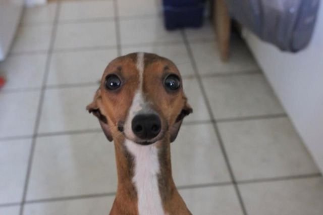 Funny Animals (46 pics) Funny Animals (46 pics)