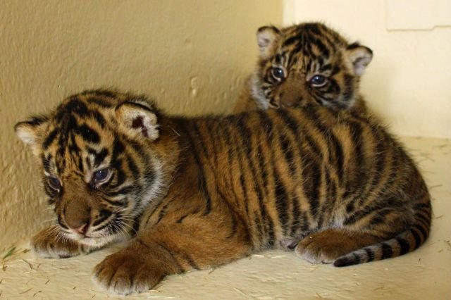 Funny Animals (46 pics) Funny Animals (46 pics)