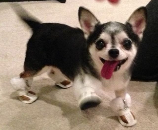 Funny Animals (46 pics) Funny Animals (46 pics)