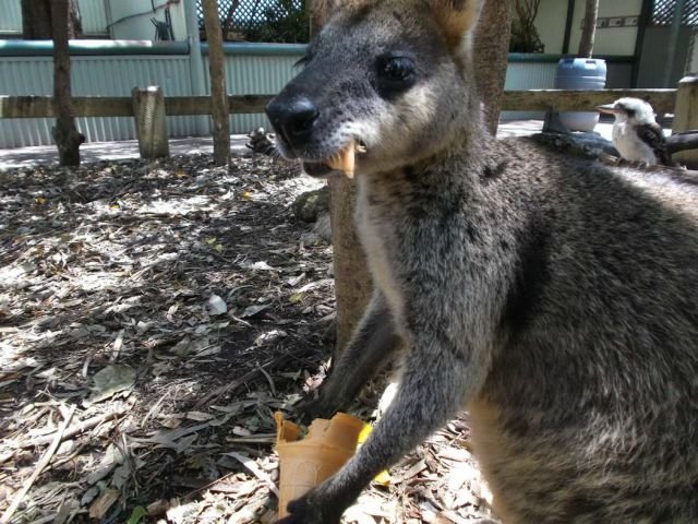 Funny Animals (46 pics) Funny Animals (46 pics)