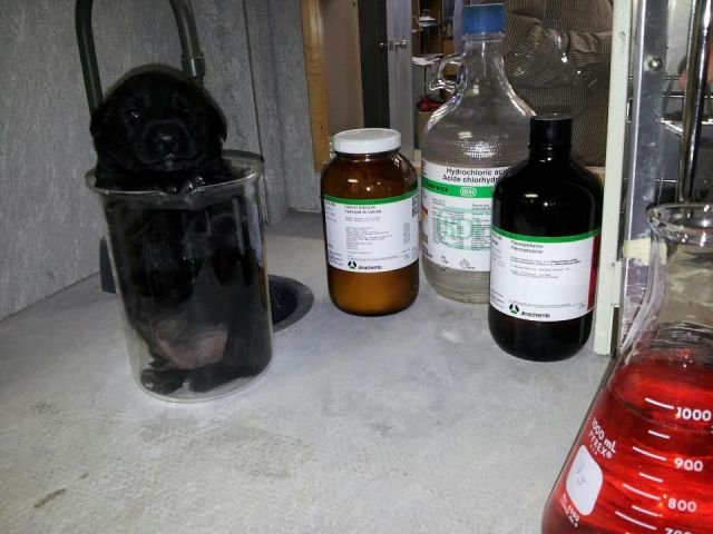 Funny Animals (46 pics) Funny Animals (46 pics)