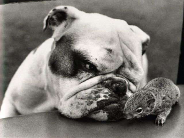 Funny Animals (46 pics) Funny Animals (46 pics)