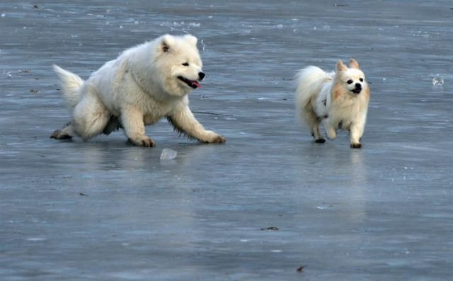 Funny Animals (46 pics) Funny Animals (46 pics)