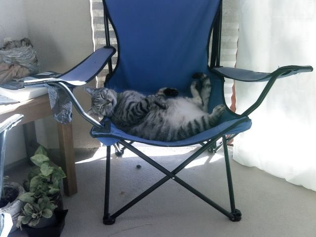 Funny Animals (46 pics) Funny Animals (46 pics)