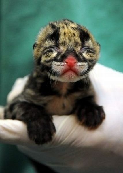 Funny Animals (46 pics) Funny Animals (46 pics)