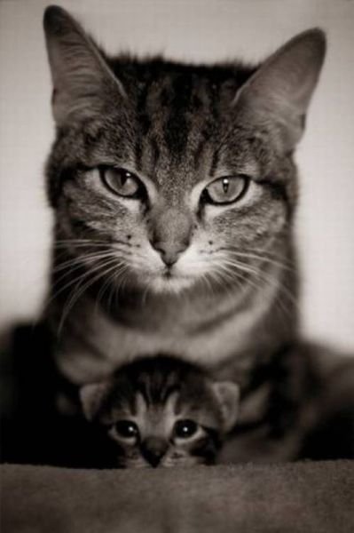 Funny Animals (46 pics) Funny Animals (46 pics)