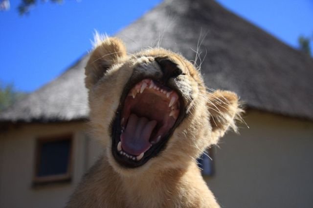 Funny Animals (46 pics) Funny Animals (46 pics)