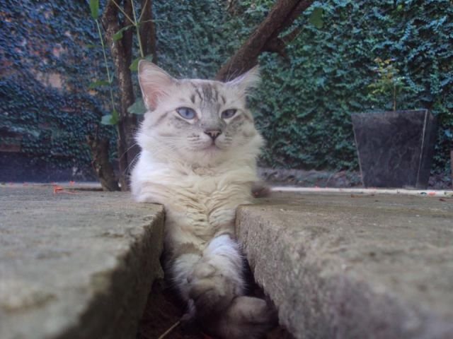 Funny Animals (46 pics) Funny Animals (46 pics)