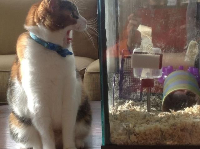 Funny Animals (46 pics) Funny Animals (46 pics)