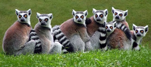 Funny Animals (46 pics) Funny Animals (46 pics)