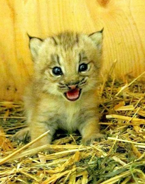 Funny Animals (46 pics) Funny Animals (46 pics)