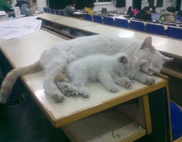 Funny Animals (46 pics) Funny Animals (46 pics)