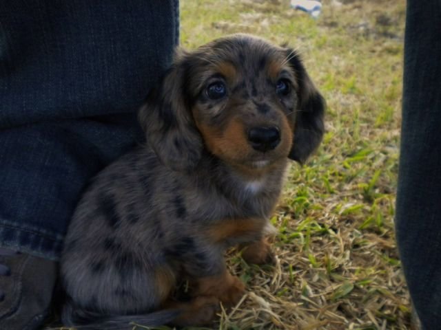 Funny Animals (46 pics) Funny Animals (46 pics)