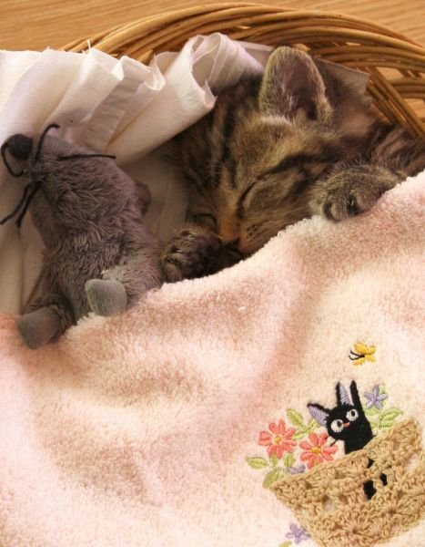 Funny Animals (46 pics) Funny Animals (46 pics)