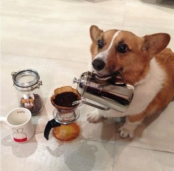 Funny Animals (46 pics) Funny Animals (46 pics)