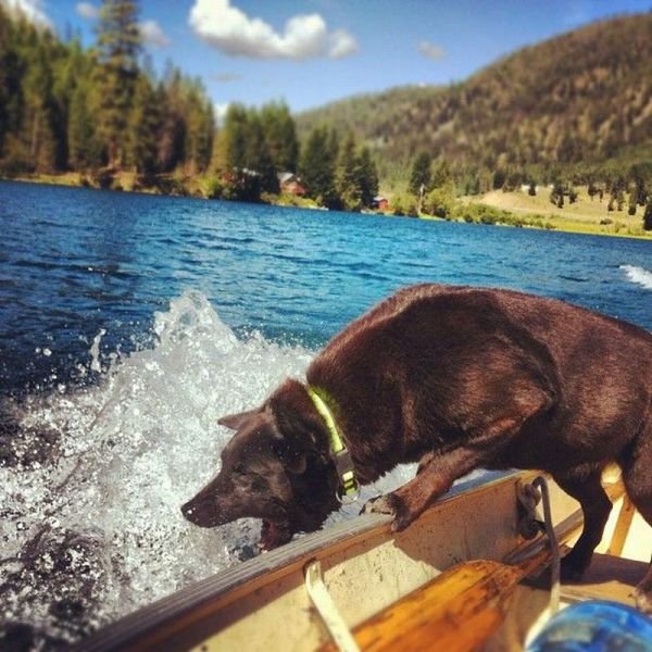 Funny Animals (46 pics) Funny Animals (46 pics)