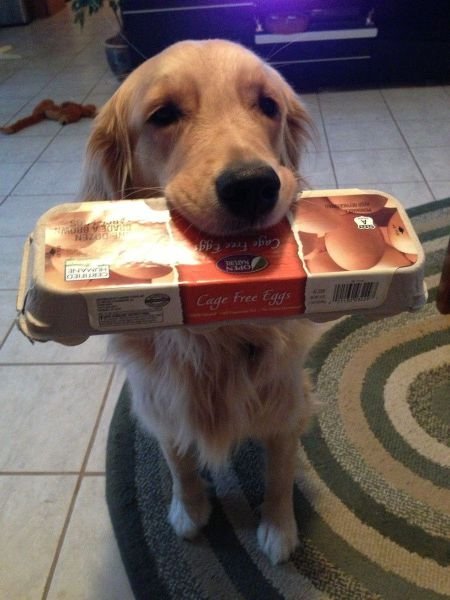 Funny Animals (46 pics) Funny Animals (46 pics)