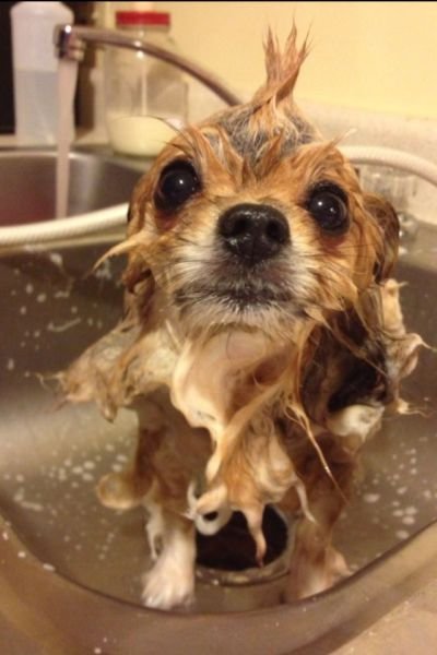 Funny Animals (46 pics) Funny Animals (46 pics)