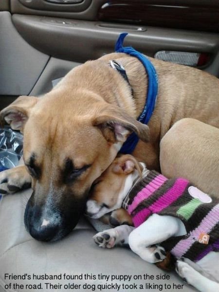 Funny Animals (46 pics) Funny Animals (46 pics)