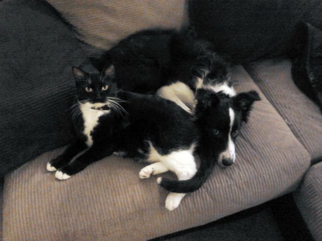 Funny Animals (46 pics) Funny Animals (46 pics)