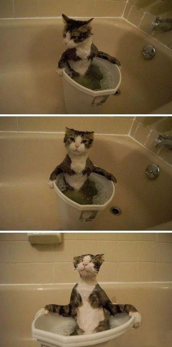Funny Animals (46 pics) Funny Animals (46 pics)