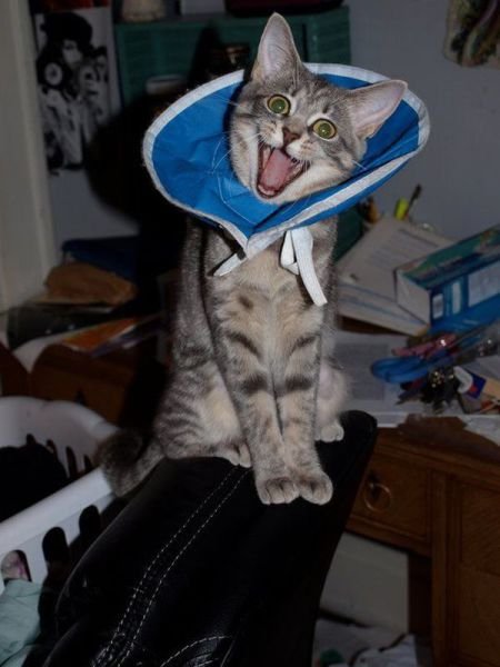 Funny Animals (46 pics) Funny Animals (46 pics)