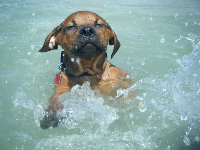 Funny Animals (46 pics) Funny Animals (46 pics)