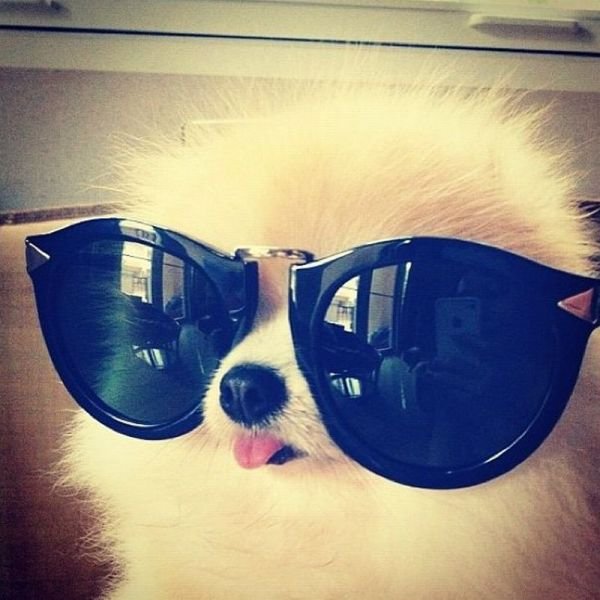 Funny Animals (46 pics) Funny Animals (46 pics)