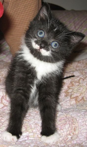 Funny Animals (46 pics) Funny Animals (46 pics)