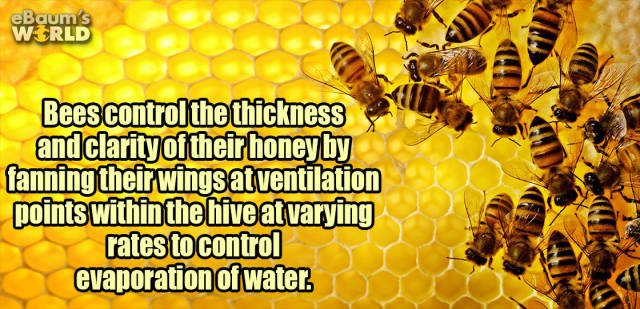 Random Facts (24 pics) Random Facts (24 pics)