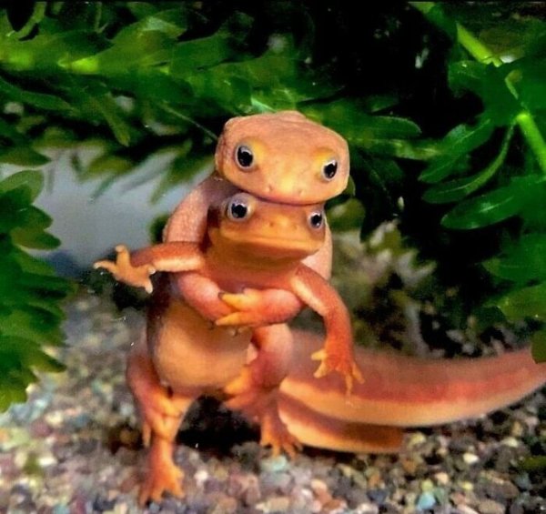 What Is Going On Here? (29 pics) What Is Going On Here? (29 pics)