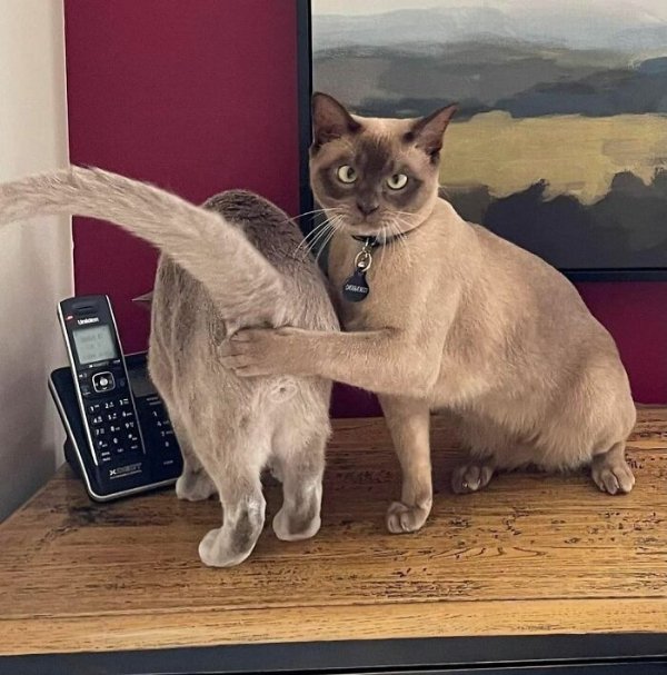 What Is Going On Here? (29 pics) What Is Going On Here? (29 pics)