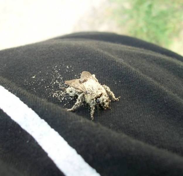 Amazing Nature (37 pics) Amazing Nature (37 pics)