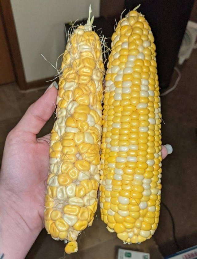 Amazing Nature (37 pics) Amazing Nature (37 pics)