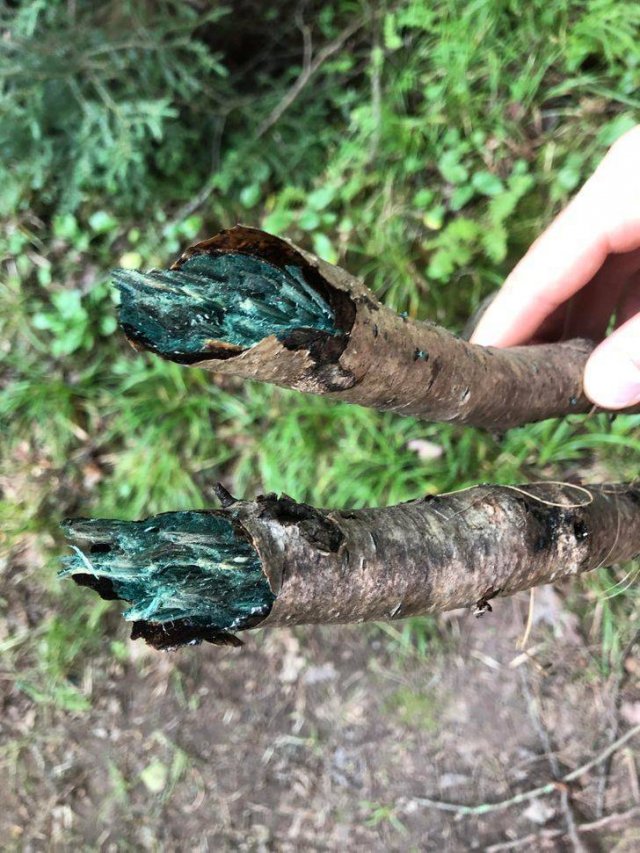 Amazing Nature (37 pics) Amazing Nature (37 pics)