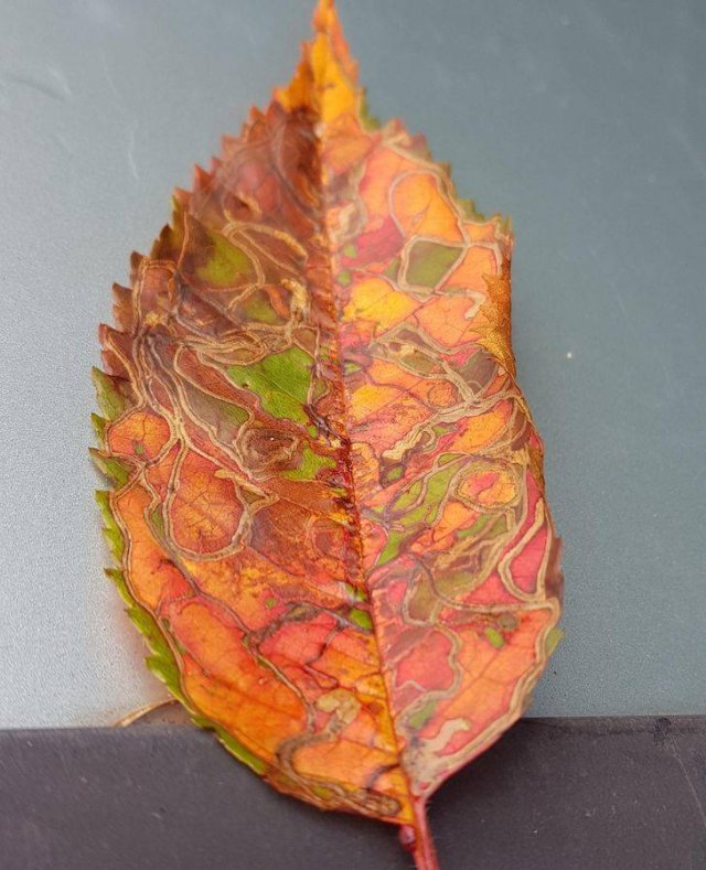 Amazing Nature (37 pics) Amazing Nature (37 pics)