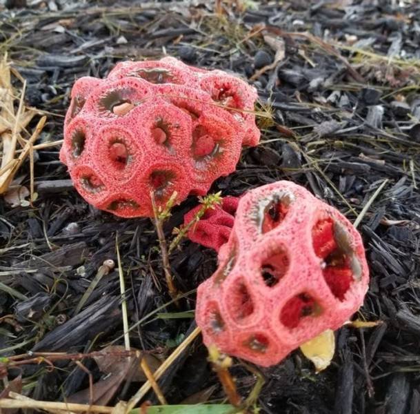 Amazing Nature (37 pics) Amazing Nature (37 pics)