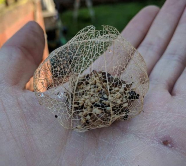 Amazing Nature (37 pics) Amazing Nature (37 pics)