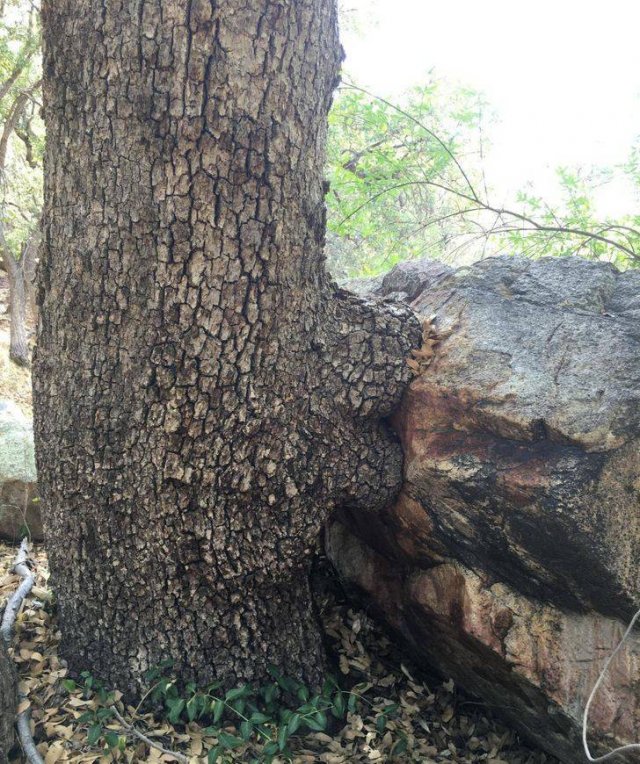 Amazing Nature (37 pics) Amazing Nature (37 pics)