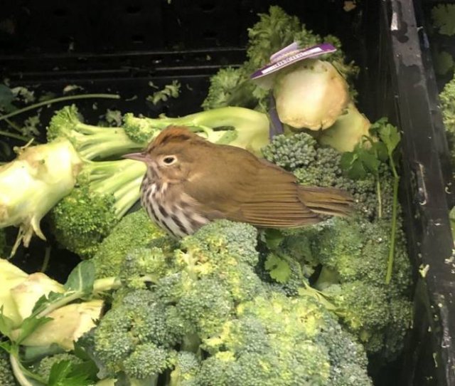 Amazing Nature (37 pics) Amazing Nature (37 pics)