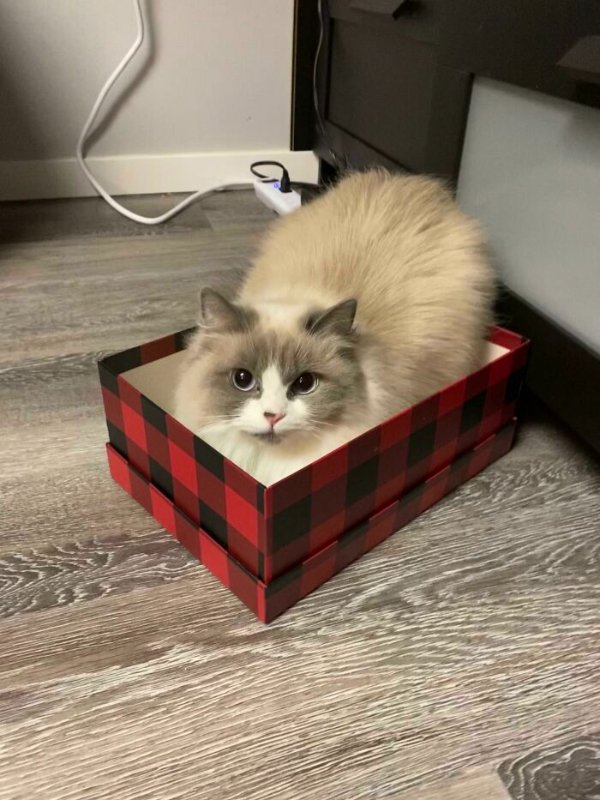 Funny Cats (41 pics) Funny Cats (41 pics)