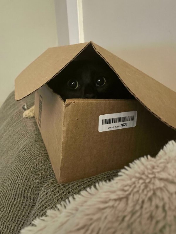 Funny Cats (41 pics) Funny Cats (41 pics)