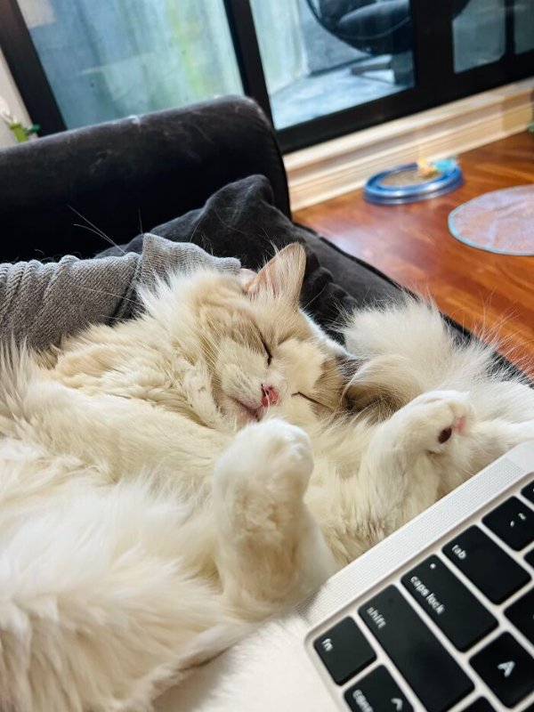 Funny Cats (41 pics) Funny Cats (41 pics)